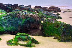 algea-498541_1280